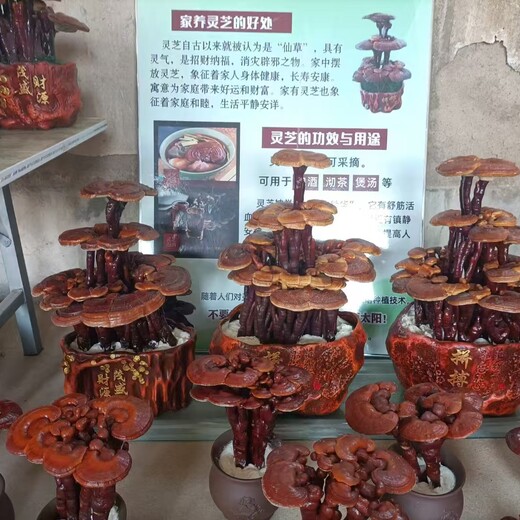 山東聊城冠縣靈芝產(chǎn)地哪里好