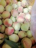 江州区鹰嘴桃鹰嘴桃哪里有种植