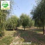 图片0