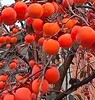 大连金州8公分柿子树苗柿子树苗圃