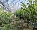 常州冠玉枇杷一年生袋苗供应电话