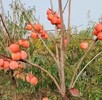 长海哪里有出售柿子树苗柿子树基地