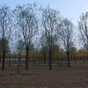怀柔18公分垂柳树产地货源