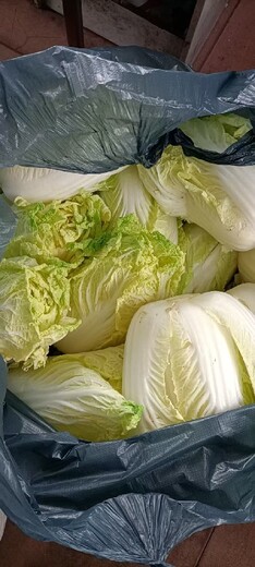 龙华福城工厂蔬菜批发配送,蔬菜批发报价