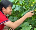 广东汕头青少年专门教育学校电话,难管教青少年专门教育学校机构