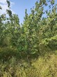 上海5-8-10公分杏花树产地直销图片