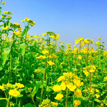 油菜花开满地金