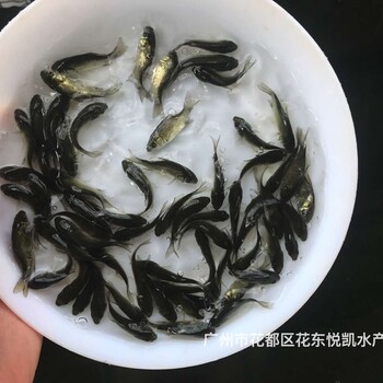 广东肇庆鲫鱼苗广东河源鲫鱼苗批发