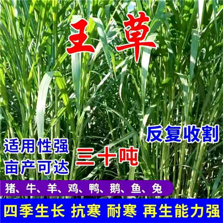 辽宁锦州常青草种草籽经销商批发野花组合花草种子