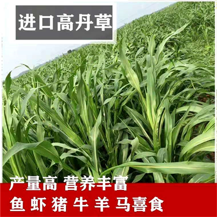 广西贺州常青草种草籽批发市场批发耐干旱草子