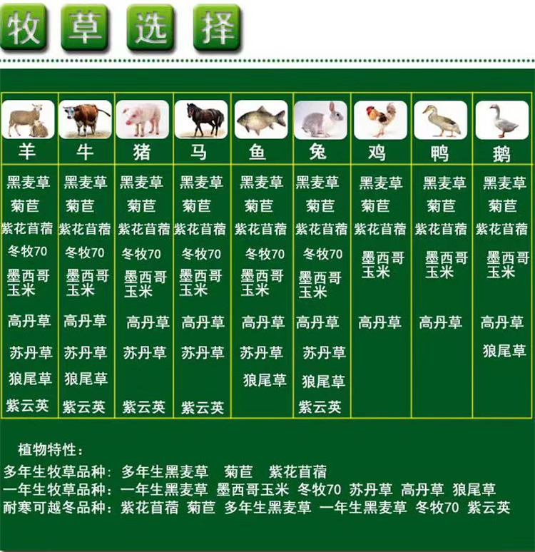 山东菏泽常青草种草籽种子站批发耐涝草籽种子