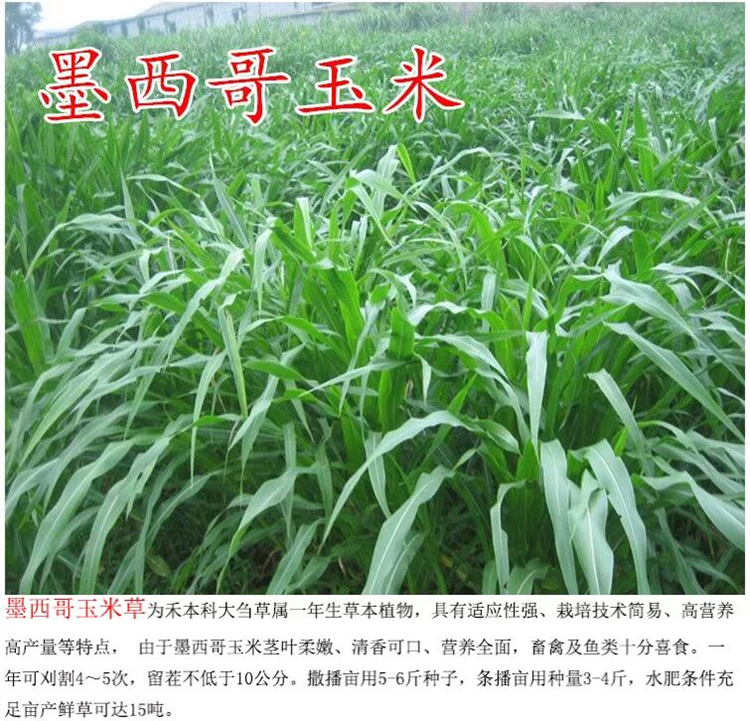 四川乐山常青草种草籽专卖店批发高速边坡复绿施工草籽种子