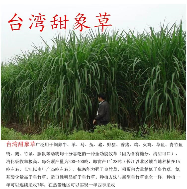 内蒙古锡林郭勒盟常青草种草籽经销商批发固边坡绿化草种草籽