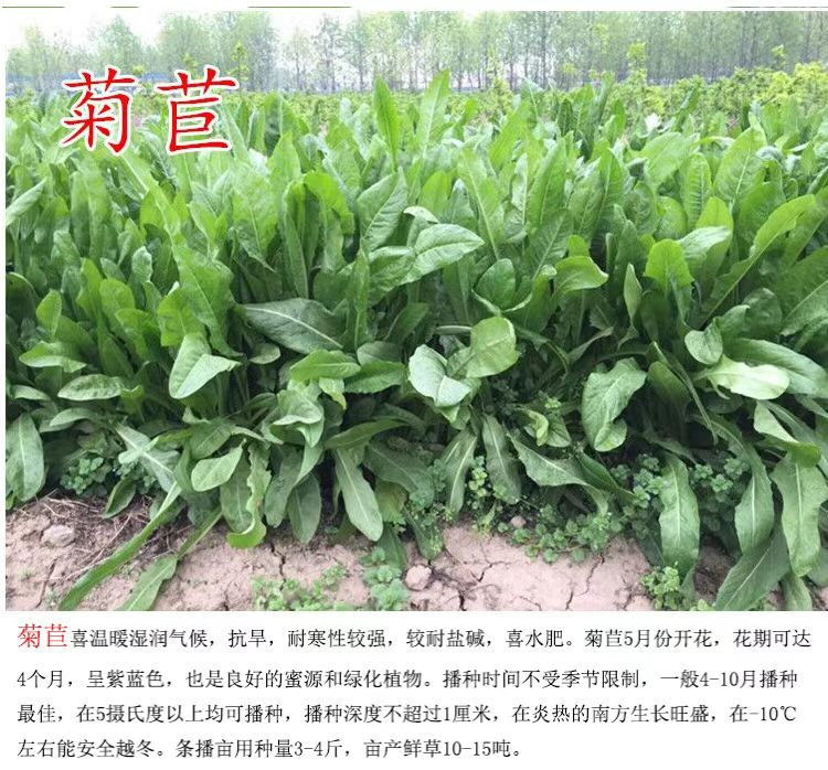 湖南岳阳常青草种草籽供货商批发高边坡绿化施工花草种子