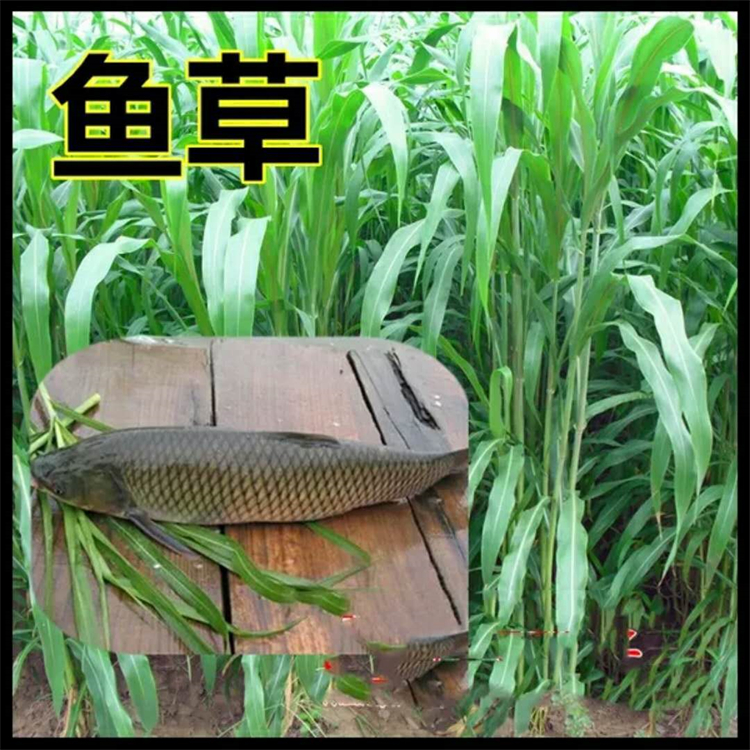 广东汕头常青草种草籽批发市场批发波斯菊草的种子