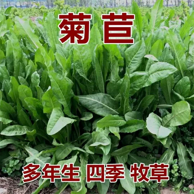 安徽淮北常青草种草籽批发市场批发花卉草的种子
