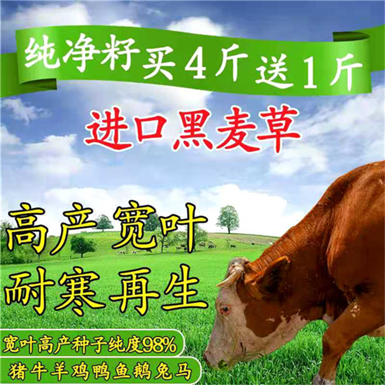 广东珠海常青草种草籽供货商批发边坡防护草籽