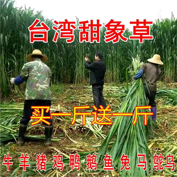 浙江嘉兴常青草种草籽供货商批发稳固边坡绿化草籽种子