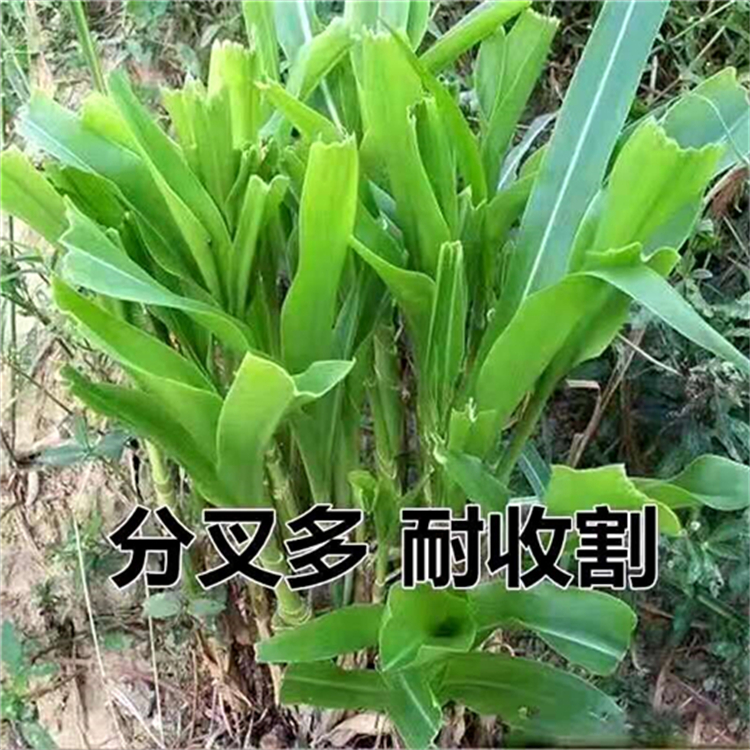 广东揭阳常青草种草籽供货商批发格桑花草种籽