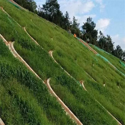 吉林通化常青草种草籽经销商批发路基边坡绿化草种
