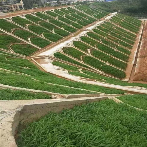 云南昭通常青草种草籽进口商批发护坡草籽种子