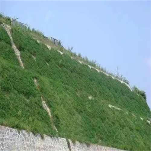 云南红河常青草种草籽代理商批发铁路边坡绿化种子