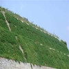 江西鹰潭早熟禾草种草籽批发价格应用场景：绿化工程