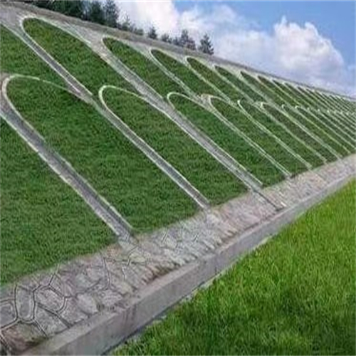 四川广元常青草种草籽进口商批发生态修复草种籽