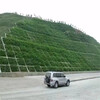 安徽淮北常青草种草籽销售点批发格桑花种子
