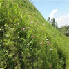 江西鹰潭高羊茅草种草籽适合种植是否耐践踏：是