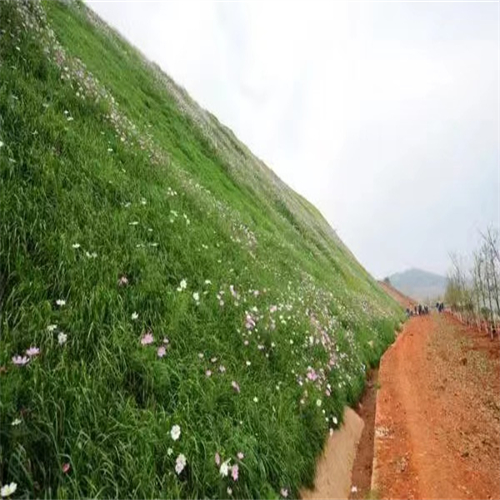 青海海西常青草种草籽供货商批发固边坡绿化草子