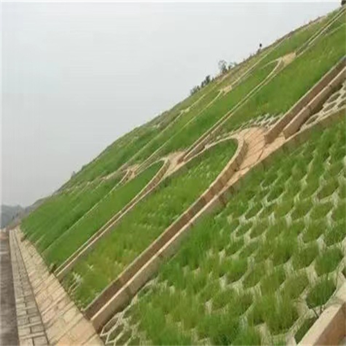 内蒙古乌海常青草种草籽供应厂家批发高速边坡草种籽