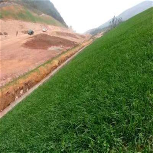 新疆阿泰勒常青草种草籽供应厂家批发路基边坡绿化草籽