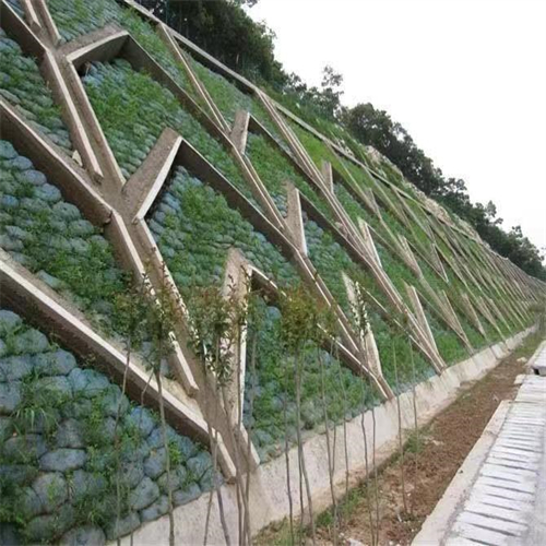 广西来宾常青草种草籽供应厂家批发固边坡绿化花草种子