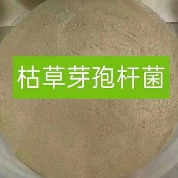 黄瓜为什么要使用枯草芽孢杆菌