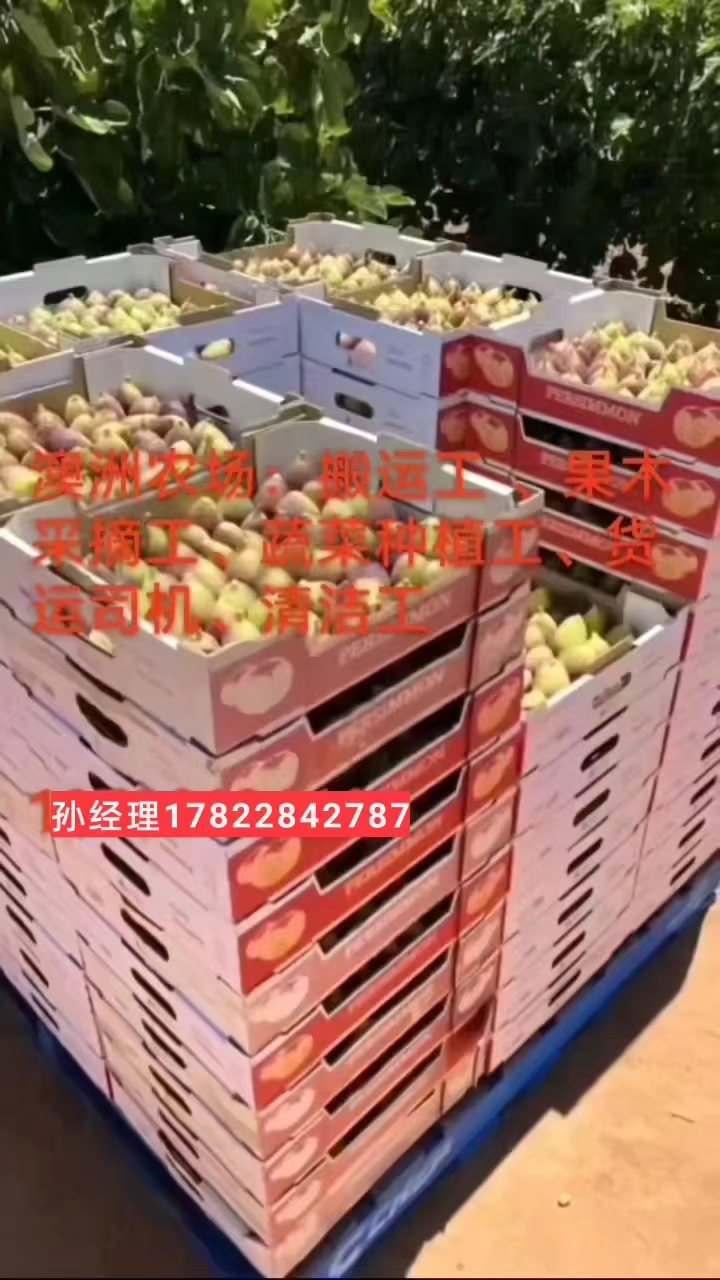 出国务工香港招超市导购理货员
