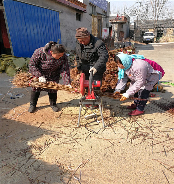 红香妃李子苗介绍,1公分风味皇后杏李树苗