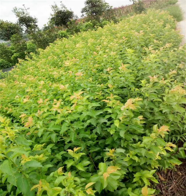 3公分魁红李子苗种植技术,风味玫瑰杏李树苗