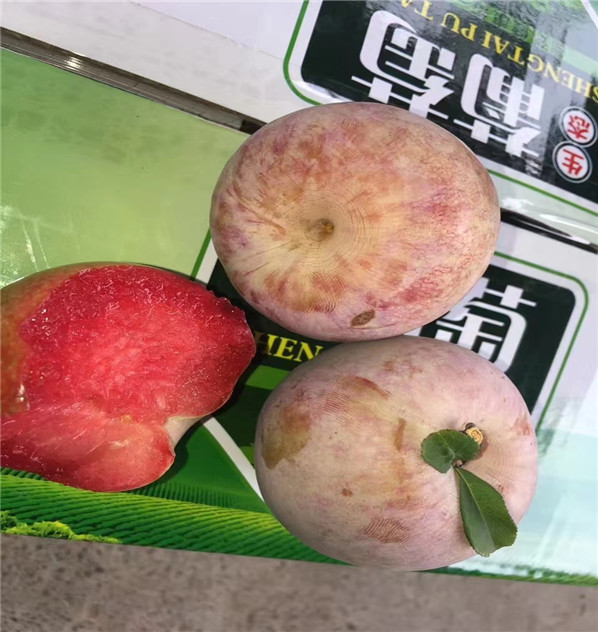 6公分风味玫瑰杏李树苗种植技术,风味玫瑰杏李树苗