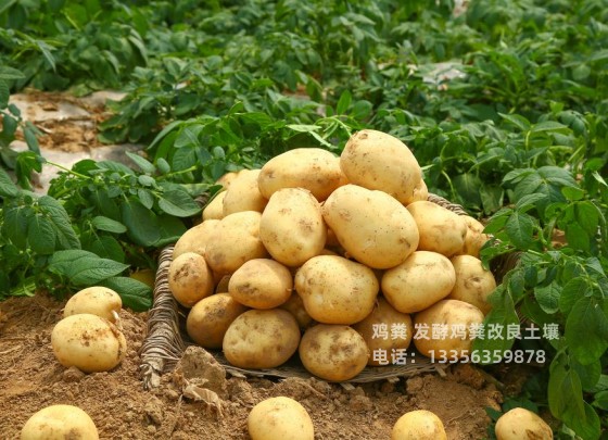 潍坊青州鸡粪有机肥玉米用肥