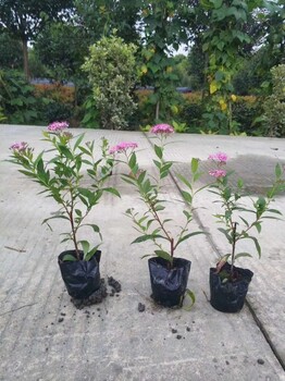 四川绣线菊基地批发，绣线菊大杯小杯，绣线菊工程苗价格