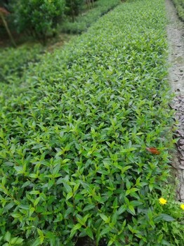 30-40高紫牡丹批发基地12-16杯紫牡丹工程苗紫牡丹产地