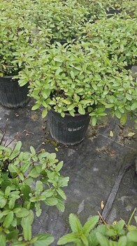 天蓝鼠尾草基地批发30-40高天蓝鼠尾草价格天蓝鼠尾草工程苗