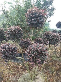 2米高红继木棒棒糖价格四川红继木绿篱红继木杯苗红继木球