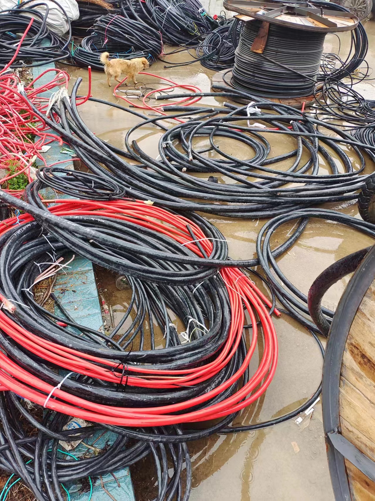 铝电缆回收 钢芯铝绞线回收团队