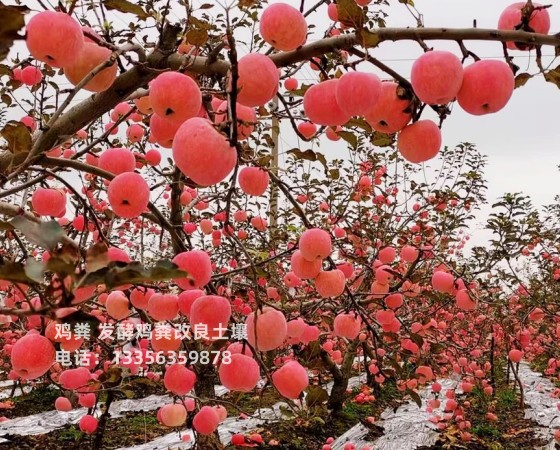 东阿鸡粪临沂鸡粪多少钱一吨