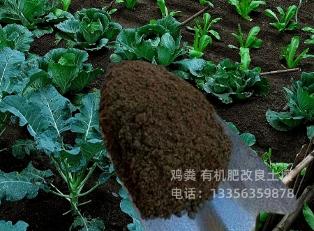 菏泽定陶羊粪滕州发酵鸡粪成就新型农业