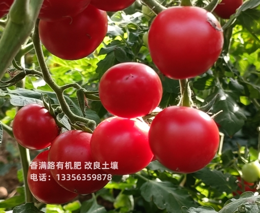 菏泽羊粪有机肥平邑鸡粪有机肥怎么施肥