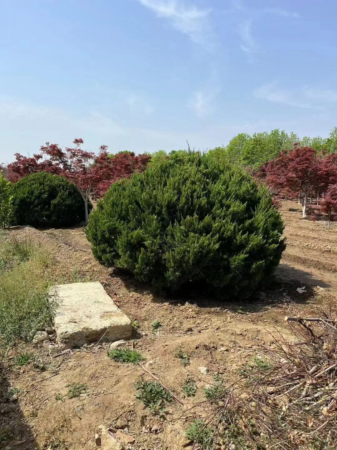 山东临邑龙柏种植基地地址