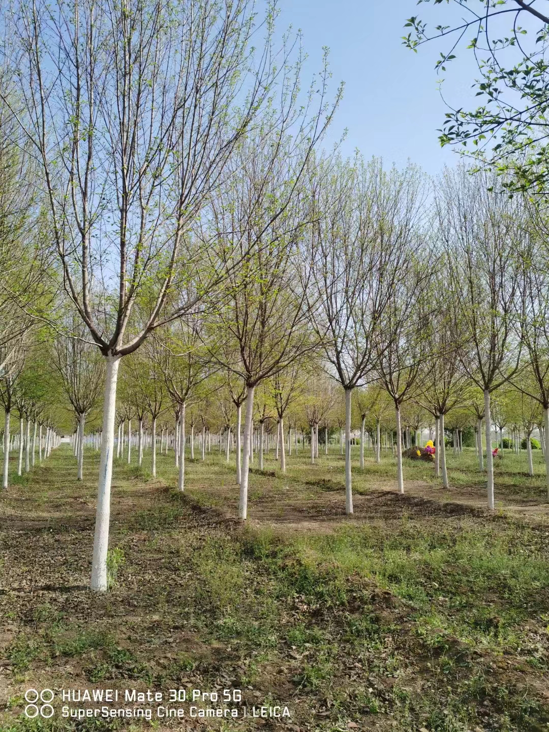 山东德州毛梾基地批发 毛梾批发基地